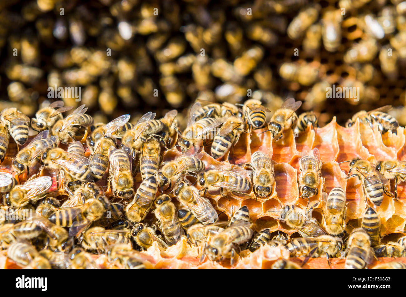 Hunderte Krainer Honigbienen (Apis mellifera carnica), eine Unterart des westlichen Honigbiene, besetzt werden im Rahmen der Stockfoto