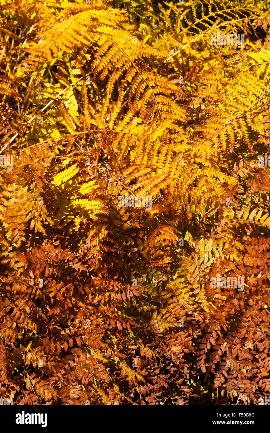Herbstfarben in Farne, Acadia National Park, Maine, USA Stockfoto