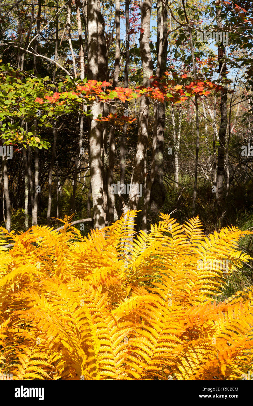Herbstfarben in Farne, Acadia National Park, Maine, USA Stockfoto