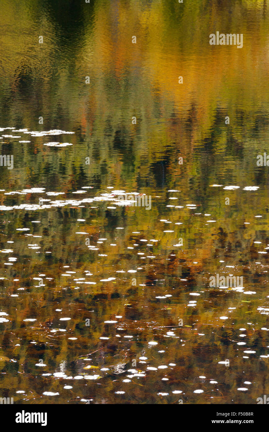 Herbstfärbung spiegelt sich im Wasser, USA Stockfoto