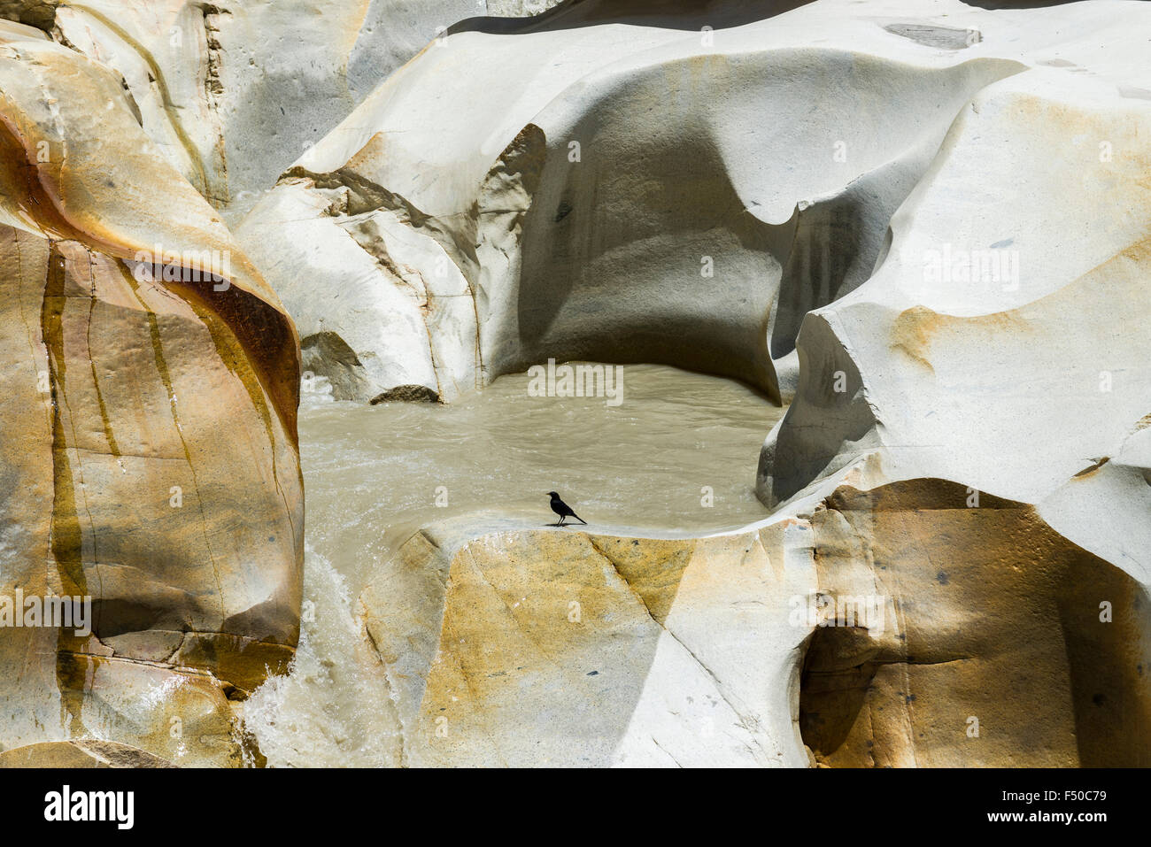 Eine eurasische Amsel (Turdus merula), sitzt auf einem Stein von gangotri Wasserfall, der Ort, an dem sich die heiligen Fluss Ganges Tannen Stockfoto