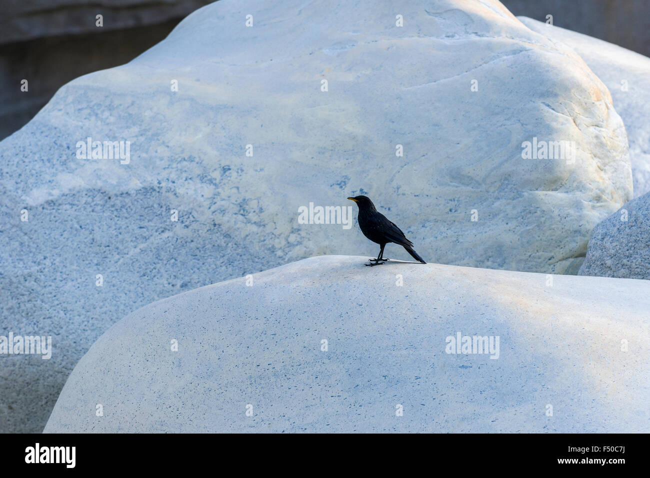 Eine eurasische Amsel (Turdus merula), sitzt auf einem Stein von gangotri Wasserfall, der Ort, an dem sich die heiligen Fluss Ganges Tannen Stockfoto