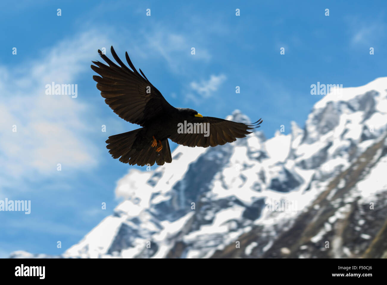 Eine Krähe (Corvus splendens) ist durch die Luft fliegen an gaumukh, die wichtigste Quelle des heiligen Flusses Ganges Stockfoto