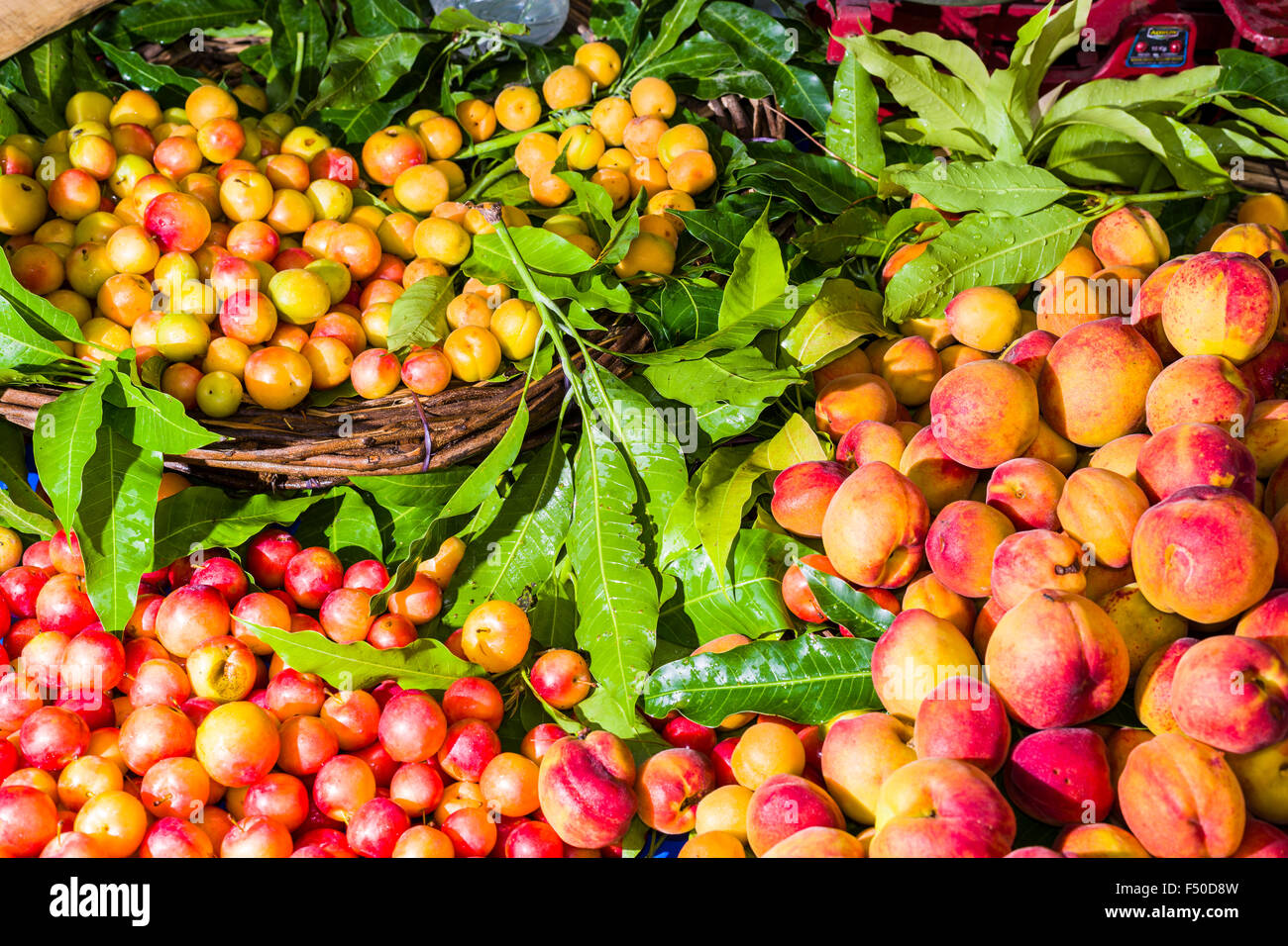 Frische Mangos und Pfirsiche sind für den Verkauf in der obstmarkt angeordnet Stockfoto