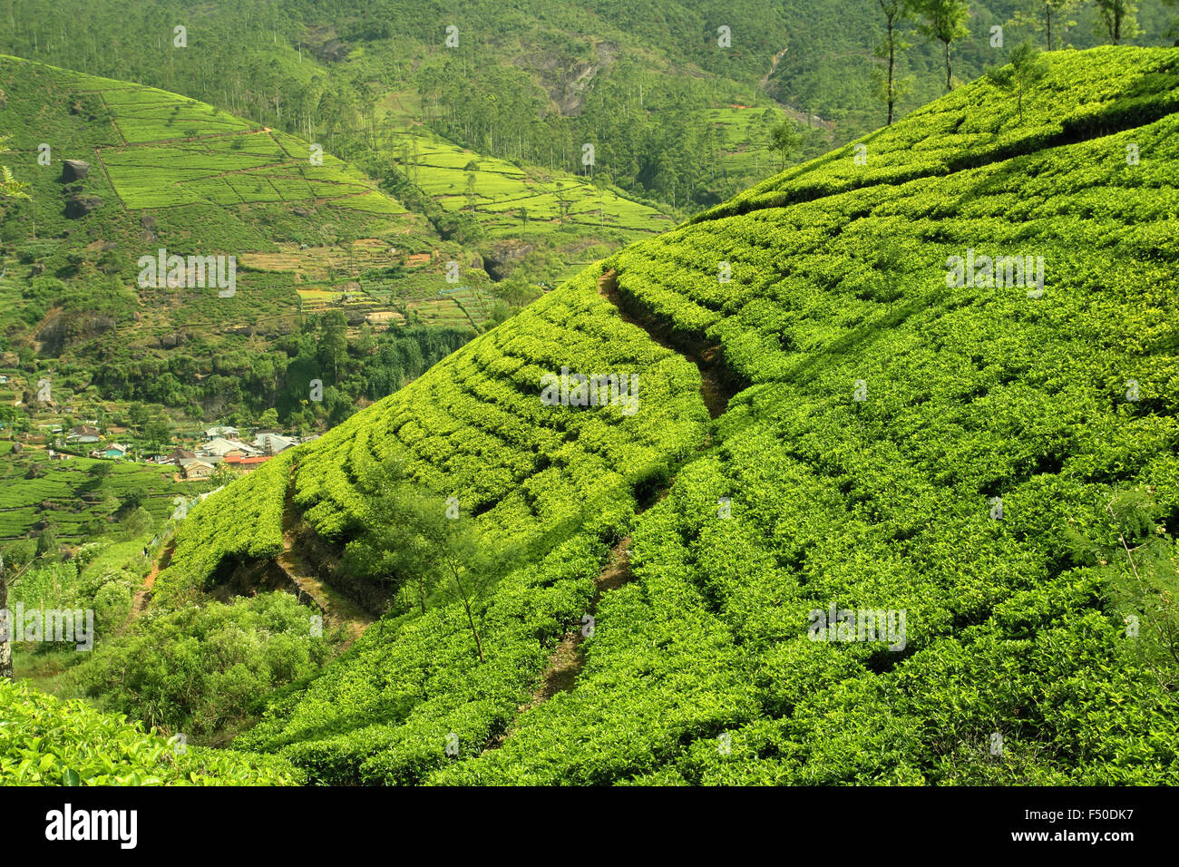 Grüner Tee-Hügel Stockfoto