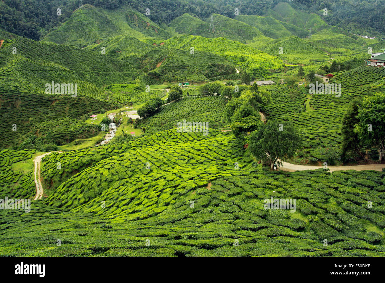 Tee-Plantagen Landschaft Stockfoto