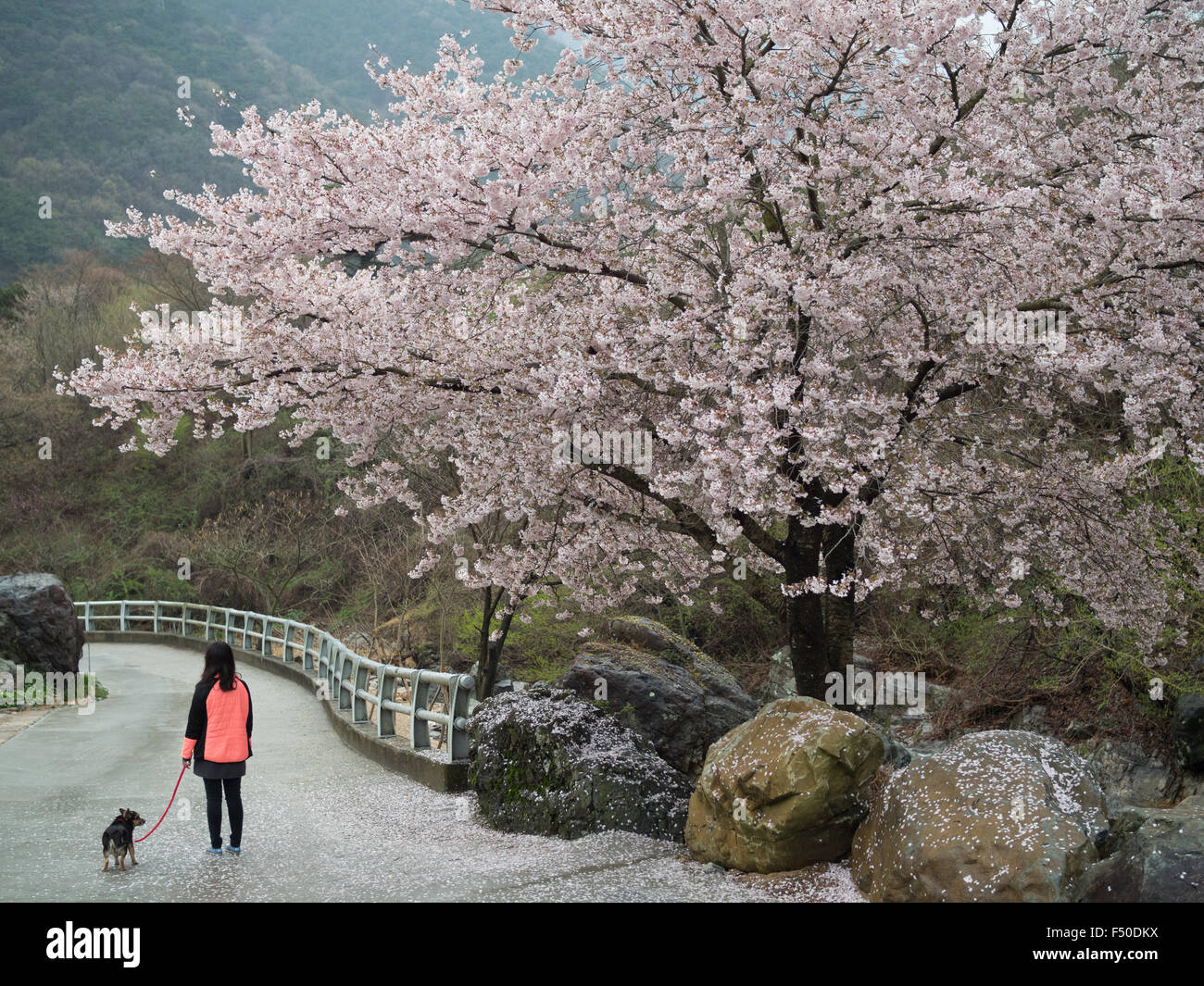 Eine Mädchen geht ihr Hund vorbei an einem Kirschbaum in der koreanischen Landschaft Stockfoto