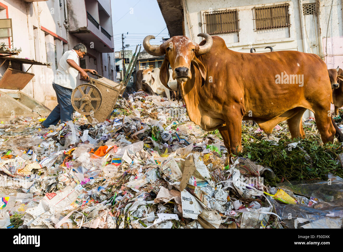 Eine Kuh steht in einem Haufen Müll, Essen aus Kunststoff und Papier Stockfoto