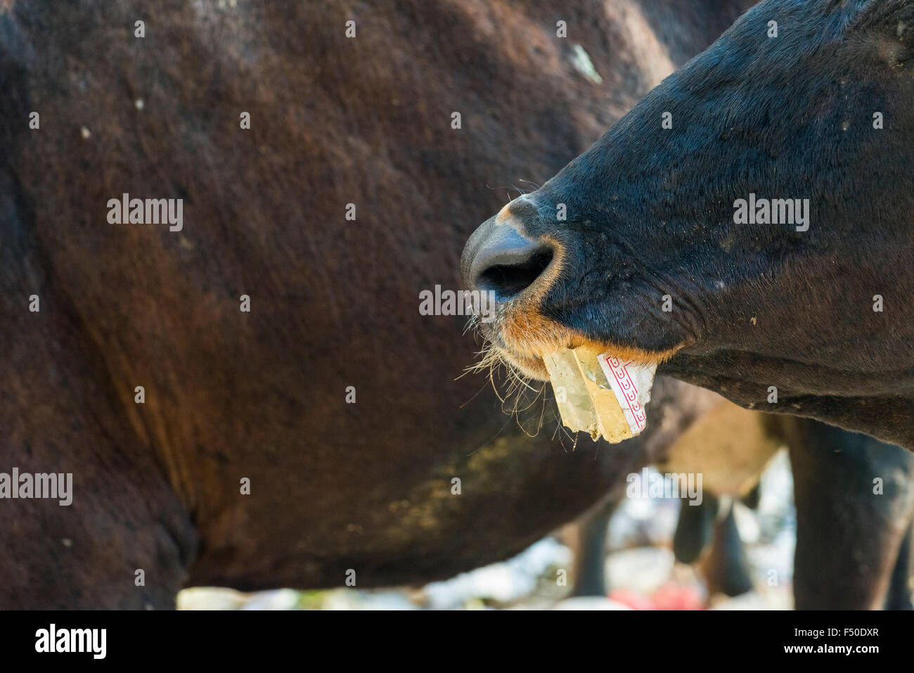 Eine Kuh steht in einem Haufen Müll, Essen aus Kunststoff und Papier Stockfoto