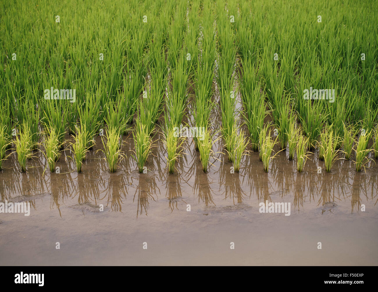 Mehrfarbige Sorten von Reispflanzen in ein Reisfeld in Taiwan Stockfoto