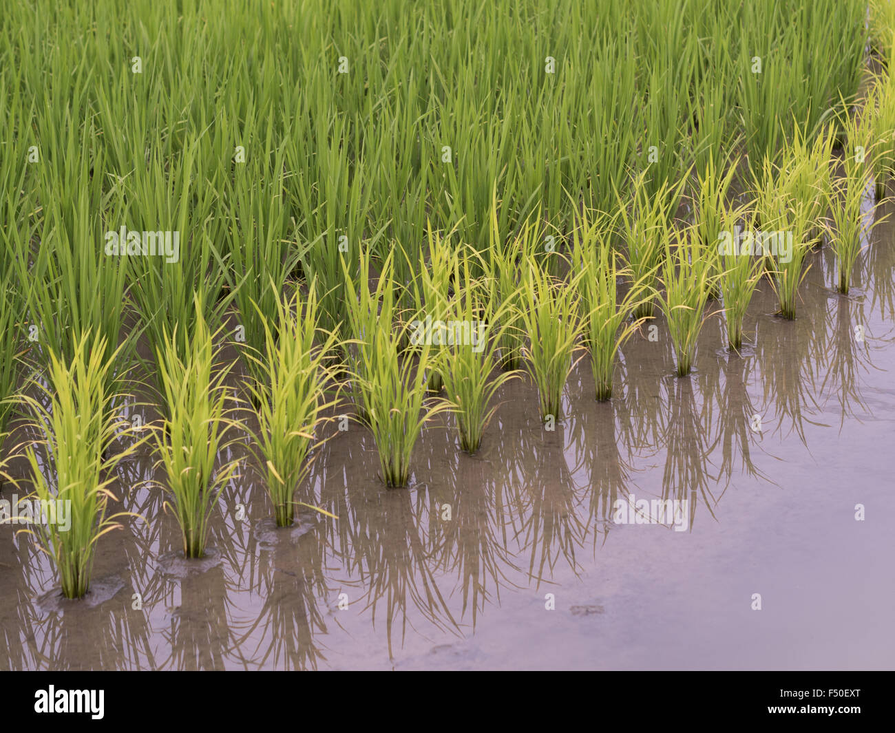 Mehrfarbige Sorten von Reispflanzen in ein Reisfeld in Taiwan Stockfoto