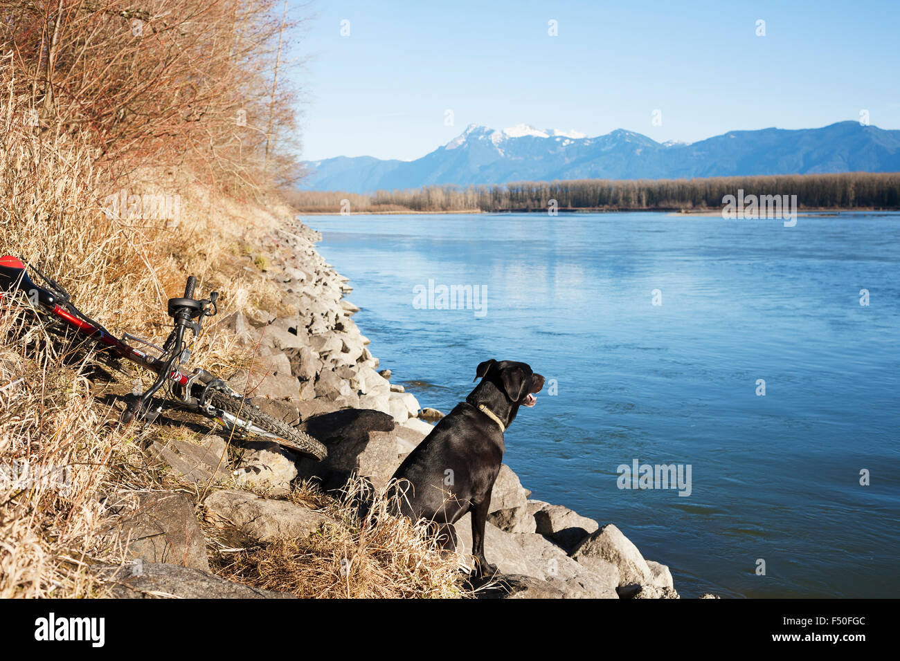 Hund und Fahrrad am Fraser River, BC. Kanada Stockfoto