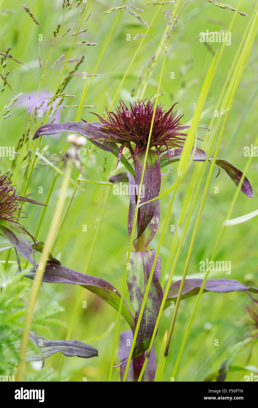 schöne Blumen in ihrer natürlichen Umgebung Stockfoto