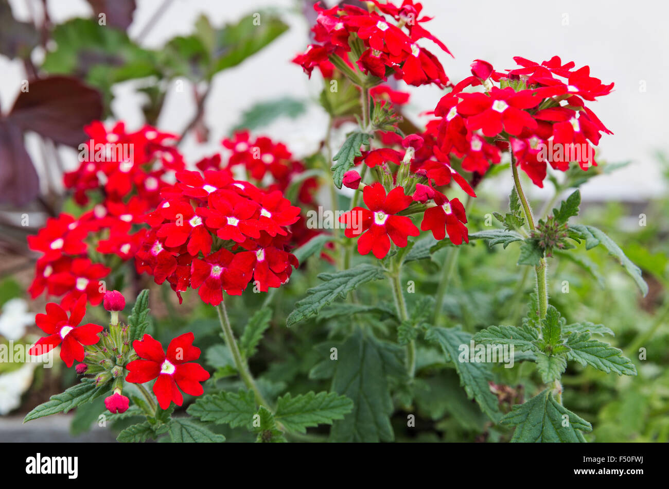 schöne Blumen in ihrer natürlichen Umgebung Stockfoto