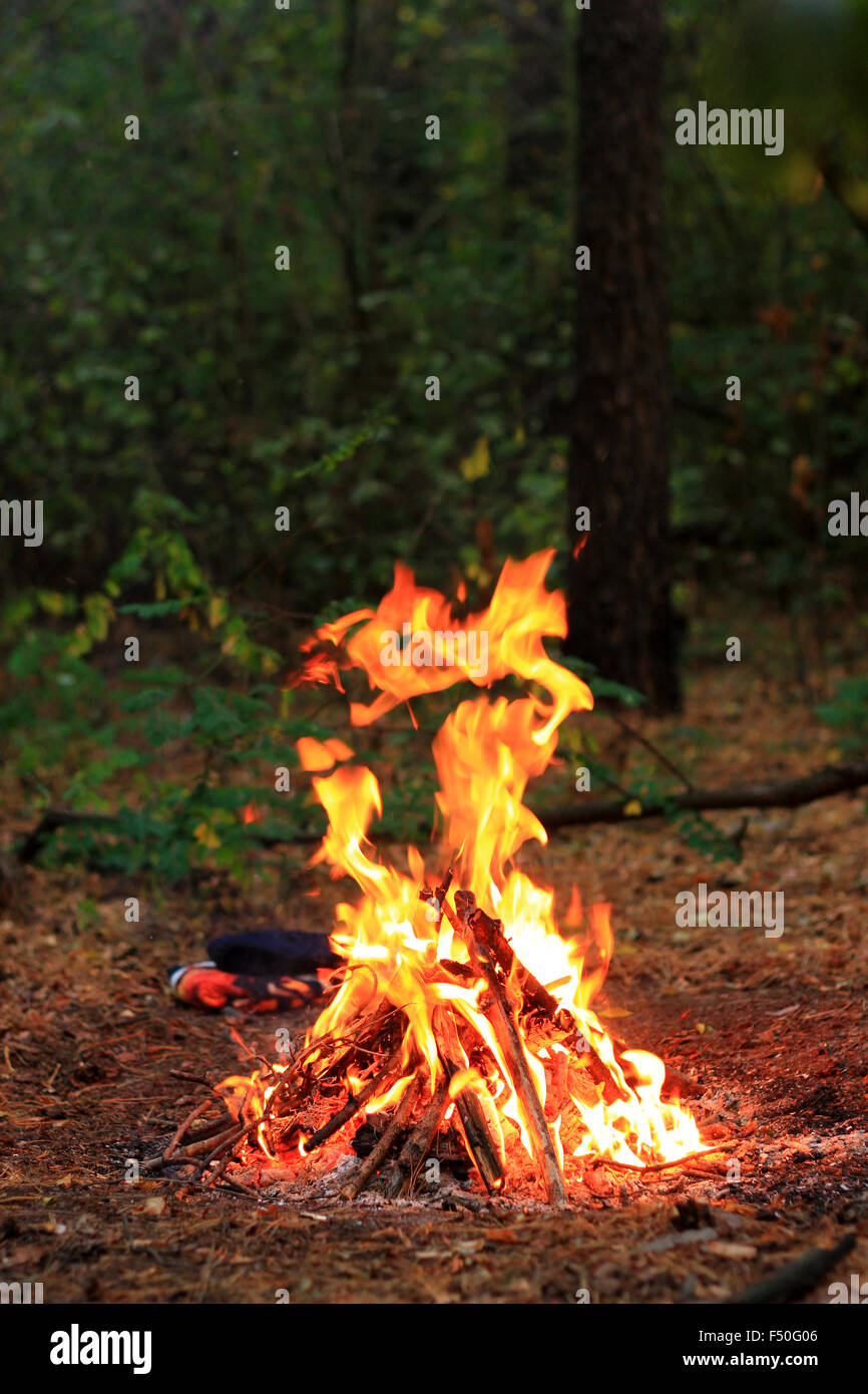 Wald-Lagerfeuer am Abend Stockfoto