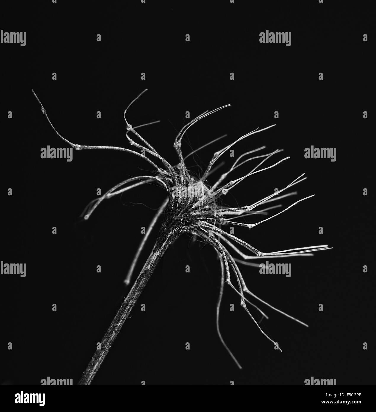 Floralen Textur schließen sich Flora in schwarz und weiß, künstlerische Foto Gras Stockfoto