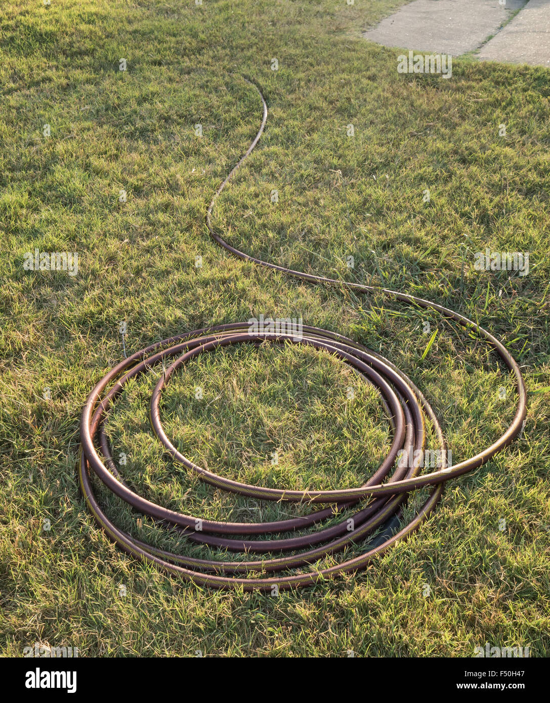 Ein aufgerollter Gartenschlauch in den Rasen in goldenes Licht getaucht Stockfoto