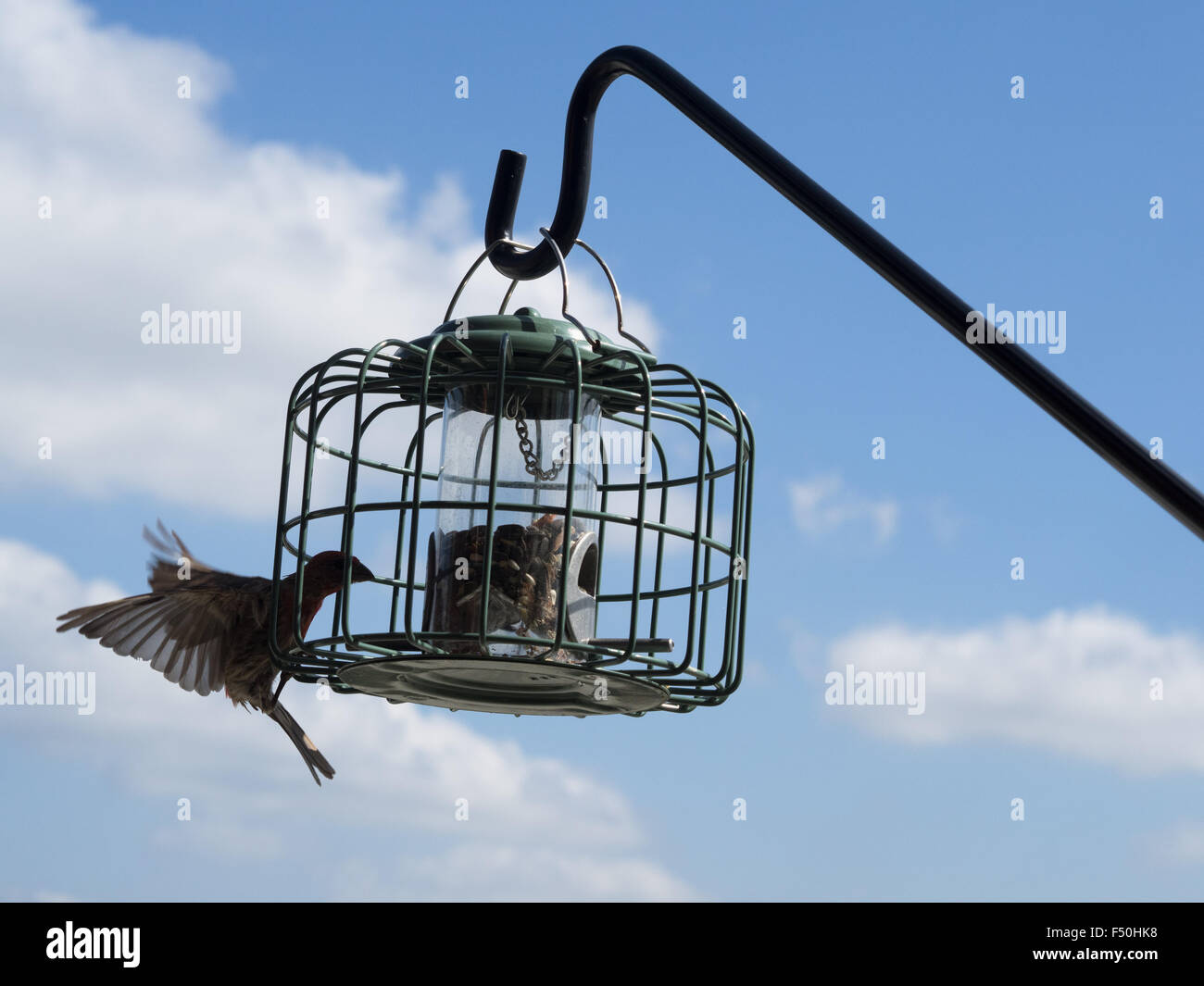 Essen aus einem Vogelhaus Finken Stockfoto