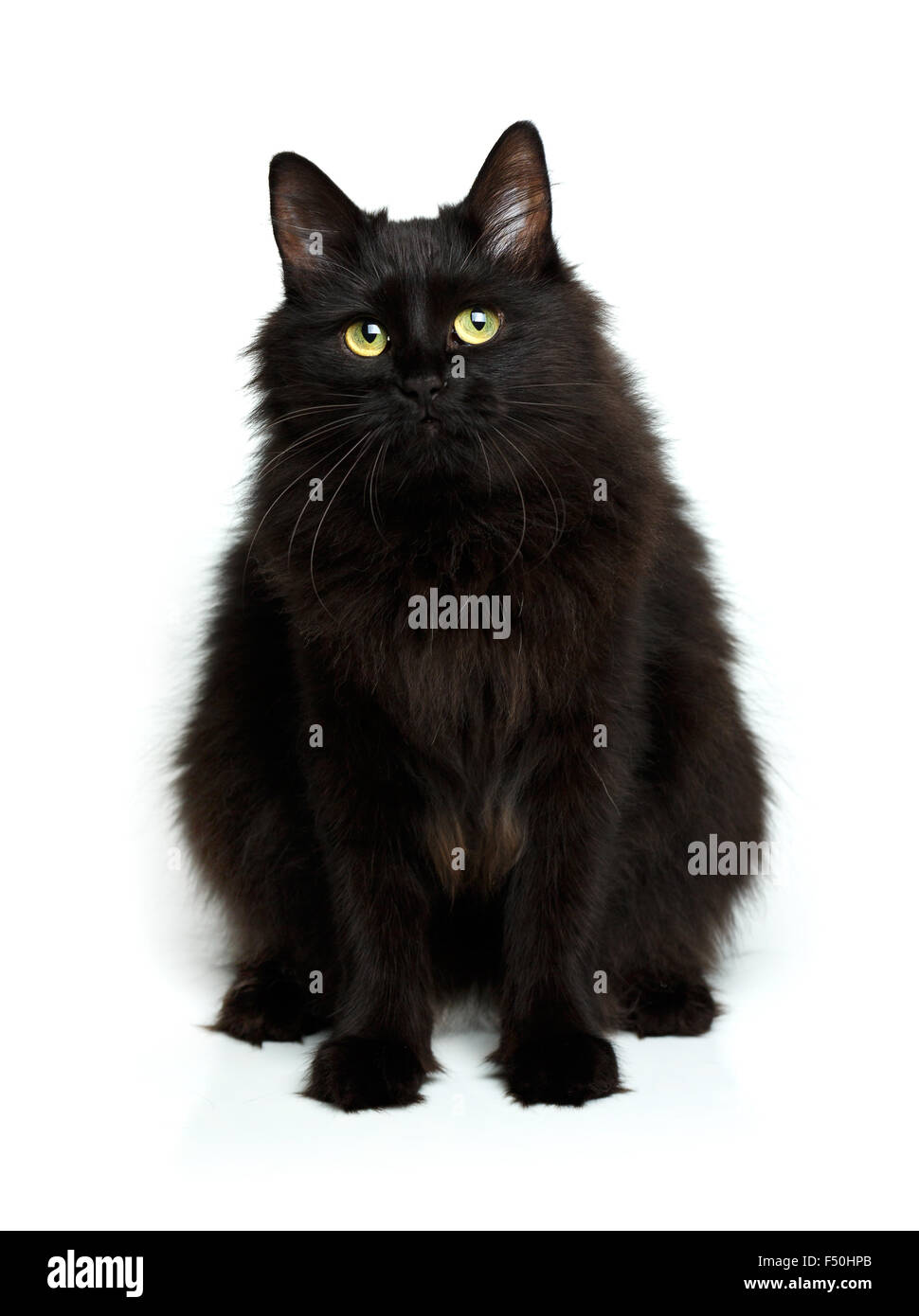 Süße flauschige schwarze Katze isoliert auf weißem Hintergrund Stockfoto