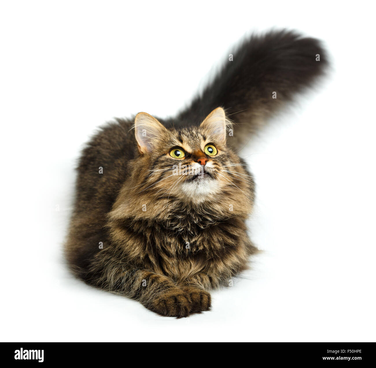 Süße flauschige Katze isoliert auf weißem Hintergrund Stockfoto