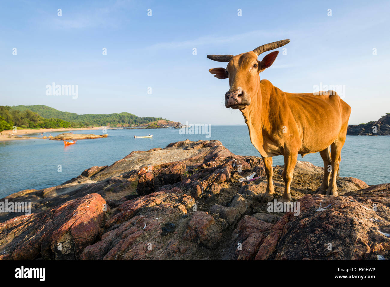 Eine heilige Kuh steht auf einem Felsen bei Om Strand mit Blauer Himmel, Palmen, weißer Sand und blaues Meer, einem der berühmten Strände nächsten t Stockfoto