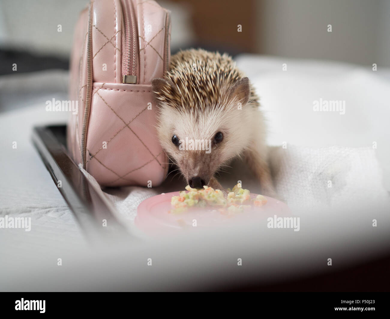 Ein Igel frisst gemischten Gemüse Stockfoto