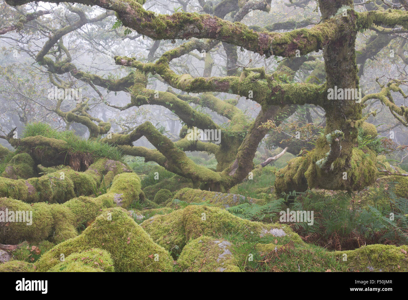 Knorrigen alten Eichen in Wistmans Holzes im Dartmoor National Park an einem nebligen Morgen Stockfoto