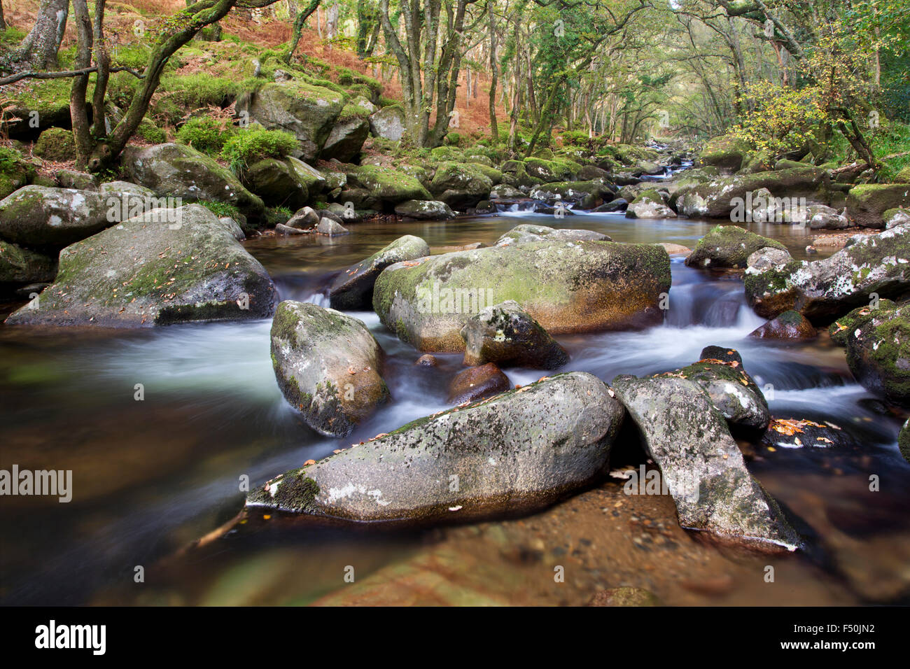 Der Fluß Plym fließt durch Dewerstone Woods im Dartmoor National Park, Devon, UK Stockfoto
