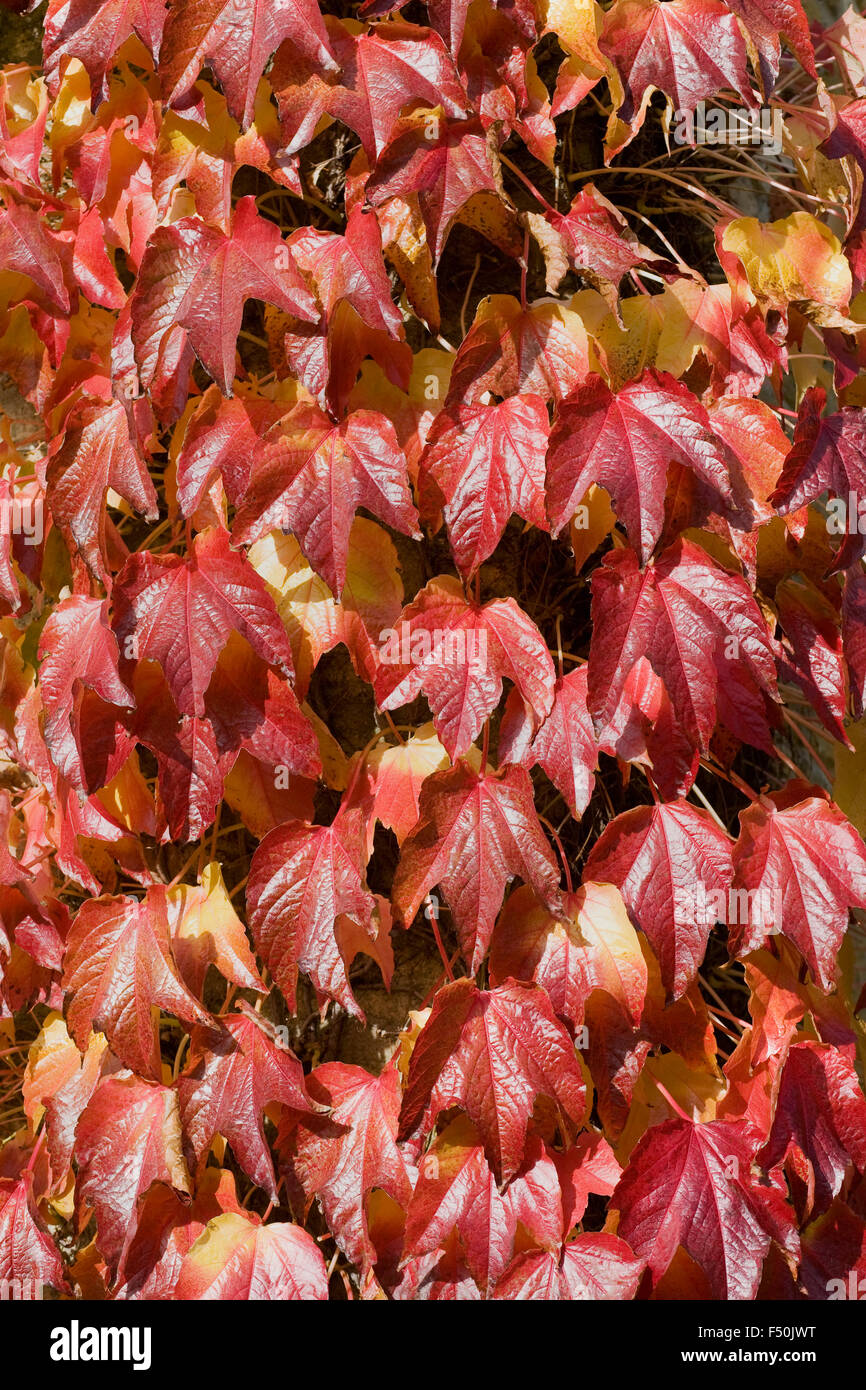 Parthenocissus Tricuspidata. Boston-Efeu Blätter im Herbst. Stockfoto