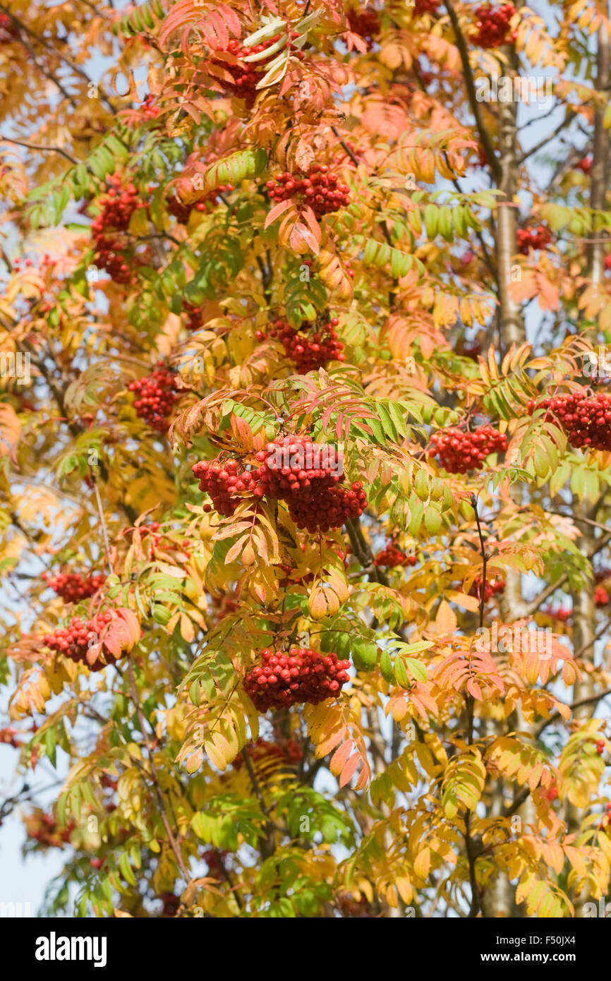 Sorbus Aucuparia Beeren im Herbst Stockfotografie Alamy