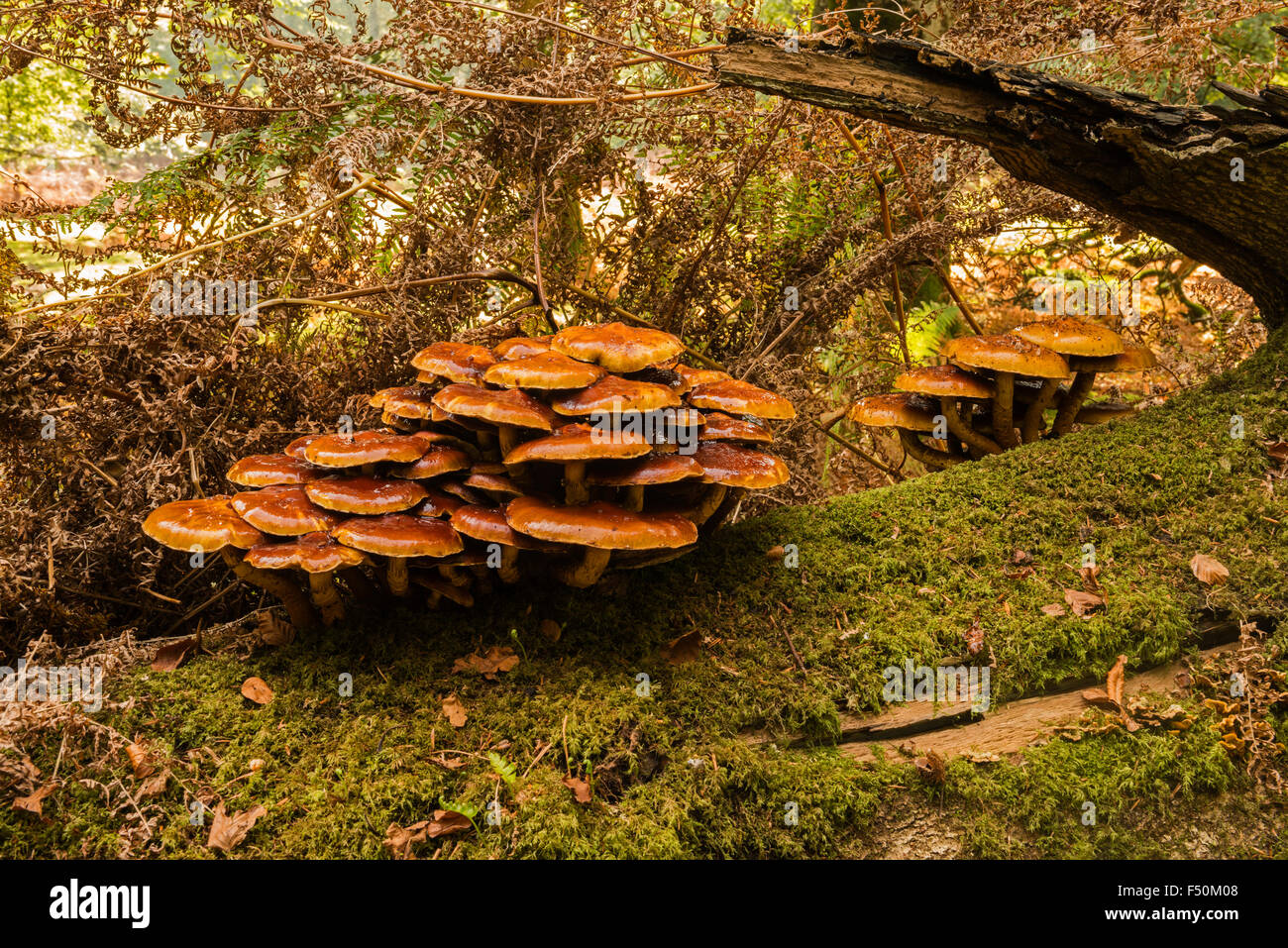 Samt Schaft Flammulina velutipes Stockfoto