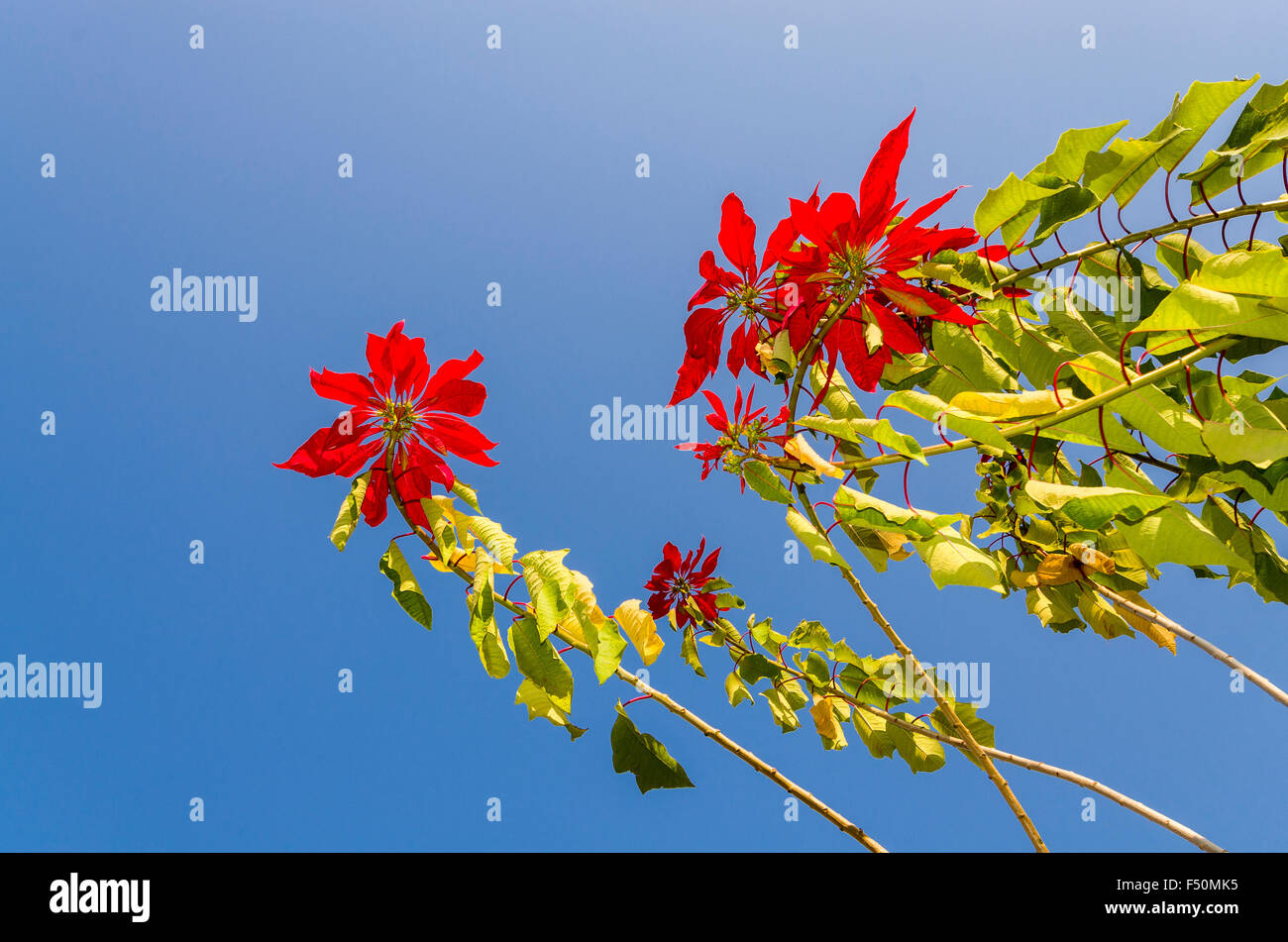 Winter Rose (Euphorbia pulcherrima) gegen den blauen Himmel Stockfoto