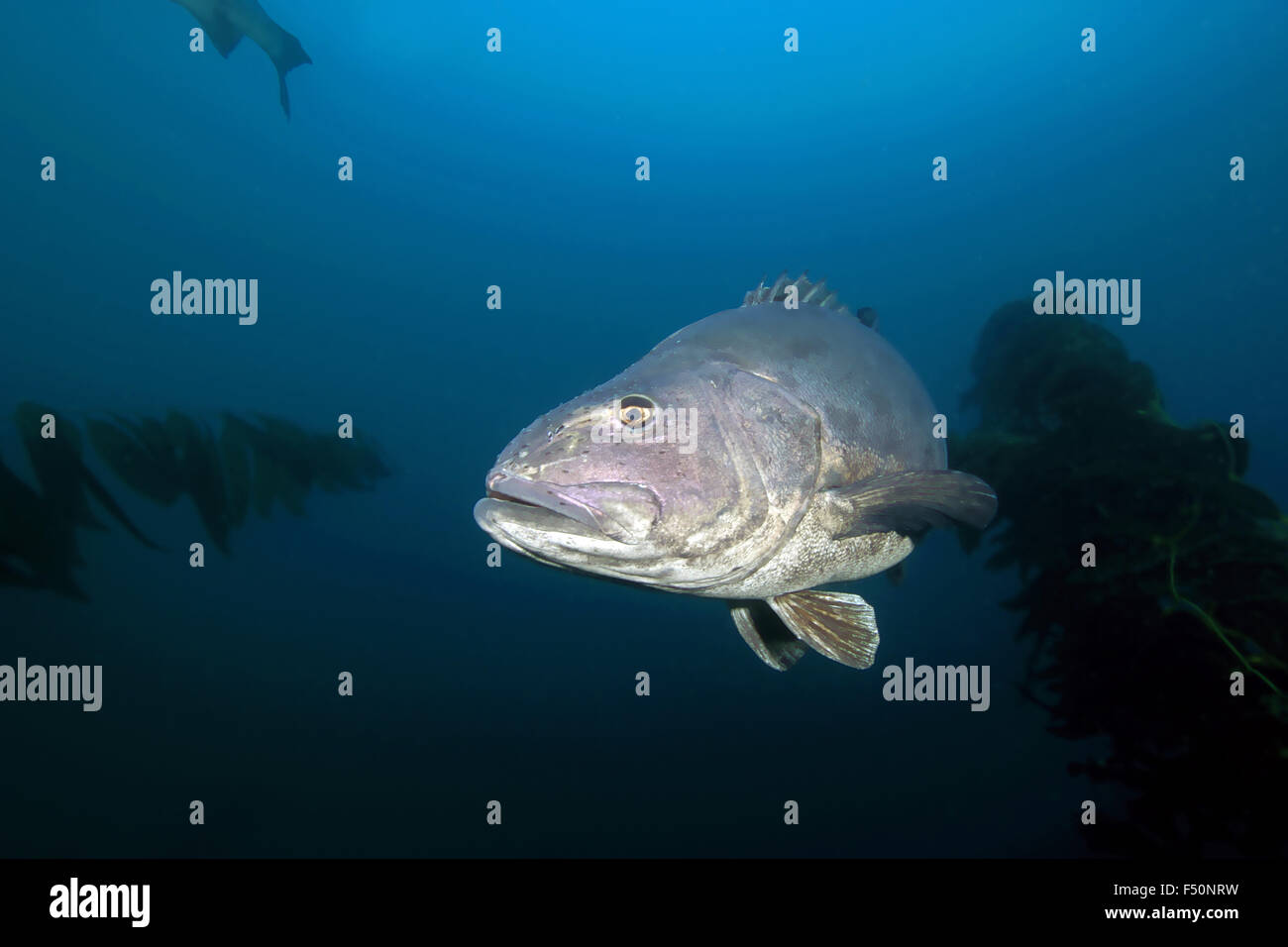 Fische, Giant Black Sea Bass schwimmend durch Algen Kelpwald unter Wasser am Riff Catalina Island, Kalifornien Stockfoto