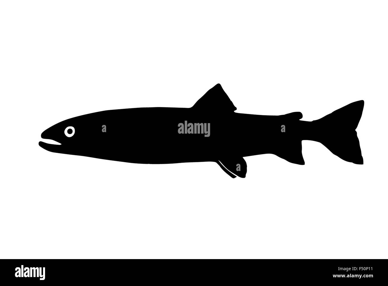 Silhouette Süßwasserfische Huchen, lebt in schnelle und saubere Flüsse. Stockfoto
