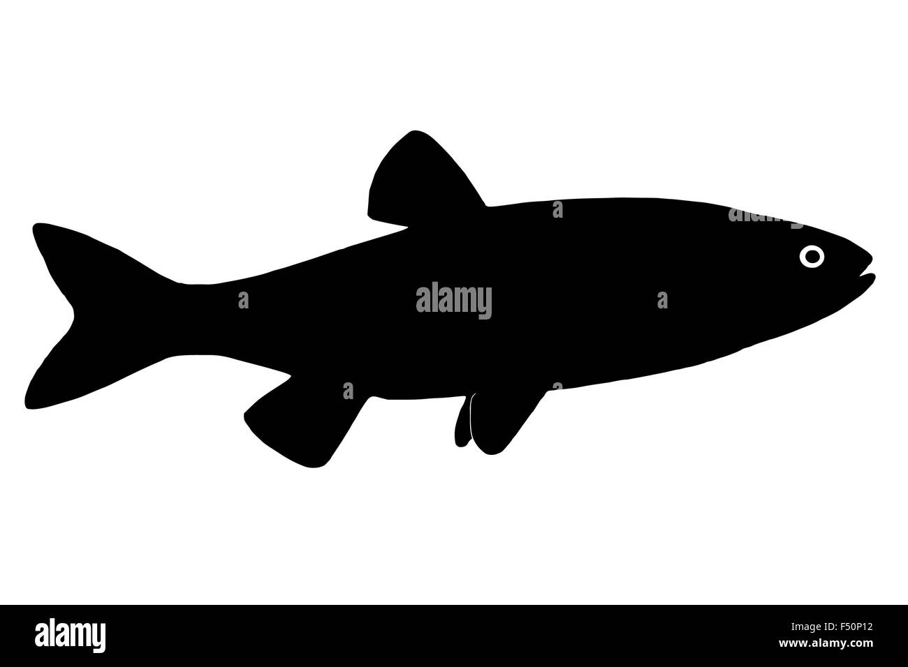 Silhouette Süßwasserfische Döbel, lebt in Seen, schnelle und saubere Flüsse. Stockfoto
