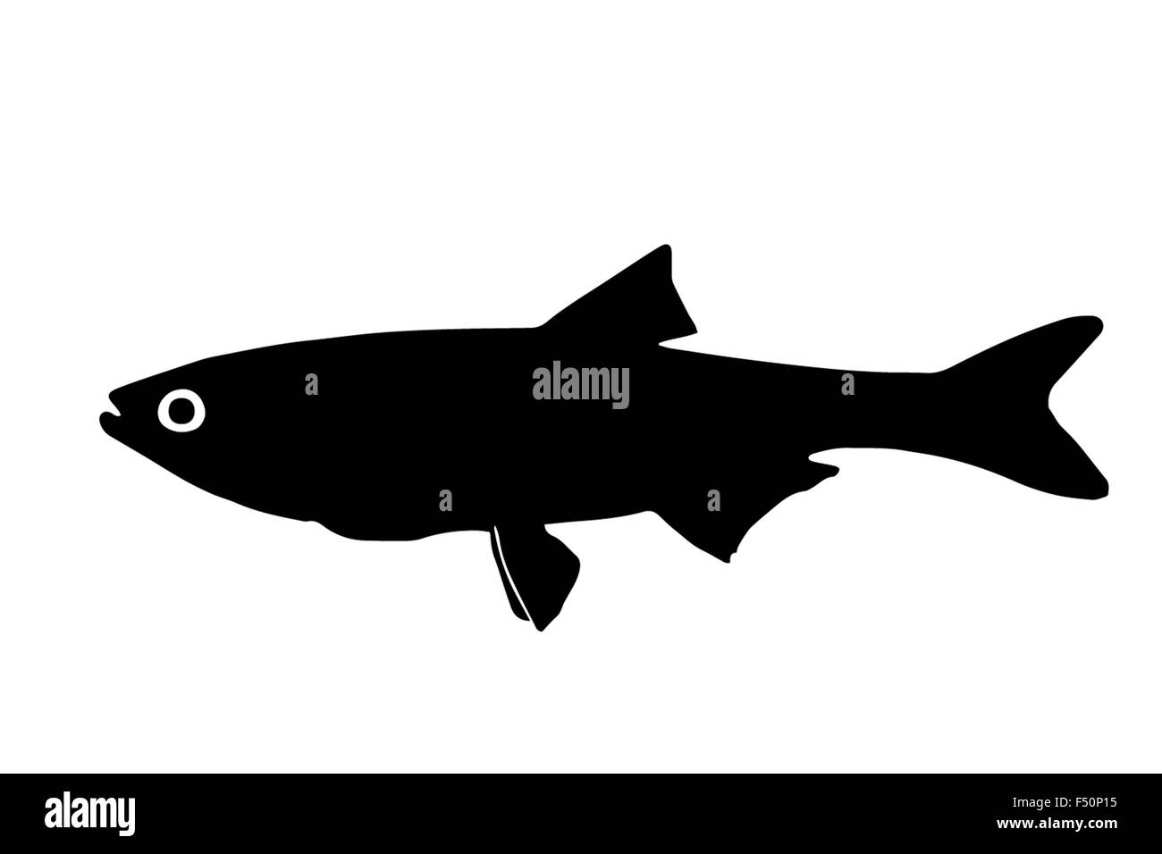 Die Silhouette der Fisch Raubtiere Bucov Süßwasserfische, die in klaren Seen und Flüssen lebt. Stockfoto