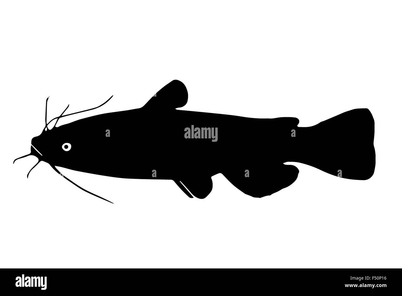 Silhouette Zwergwels Süßwasserfische, die in Seen, Teichen und Flüssen lebt. In Europa wurde er aus den USA verlegt. Stockfoto
