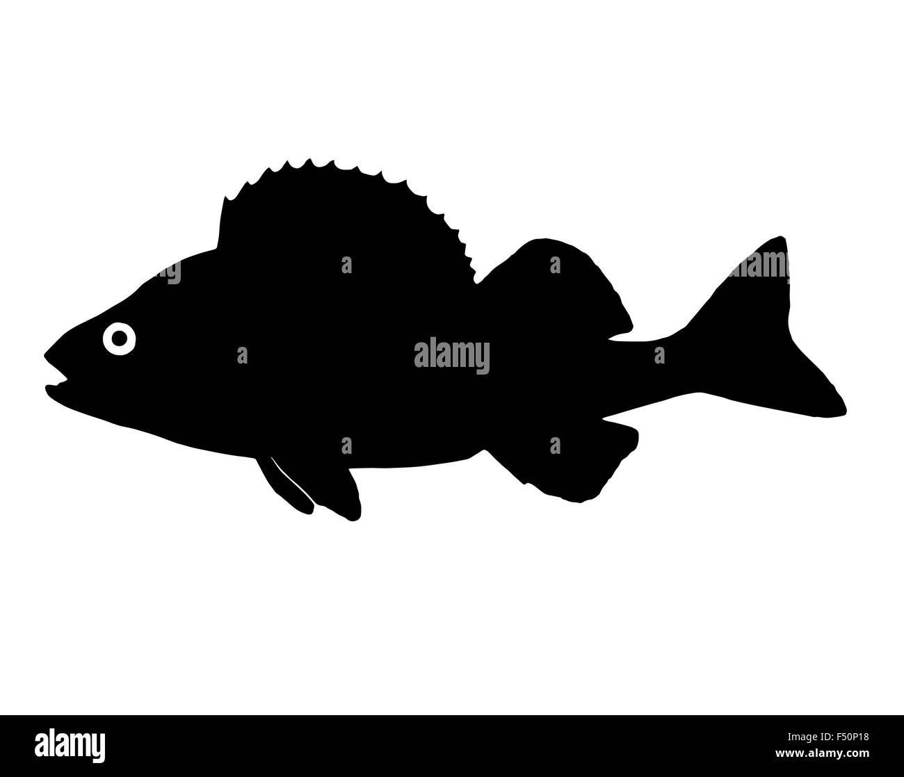 Die Silhouette der Fisch Räuber Barsch Süßwasserfische, die in klaren Seen und Flüssen lebt. Stockfoto