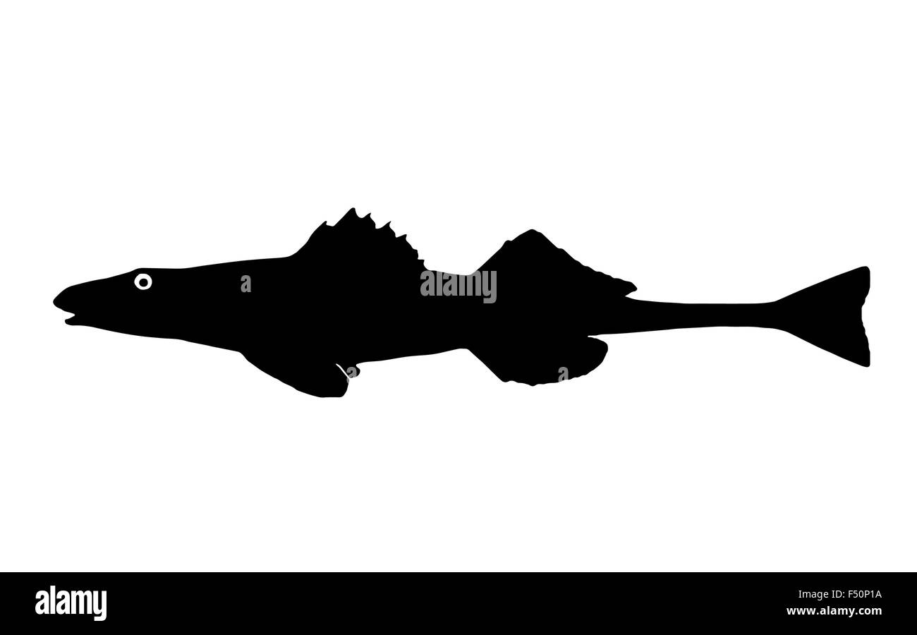 Die Silhouette des Fisches Streber - klare kleine Süßwasserfische, die lebt in Seen und Flüssen. Stockfoto