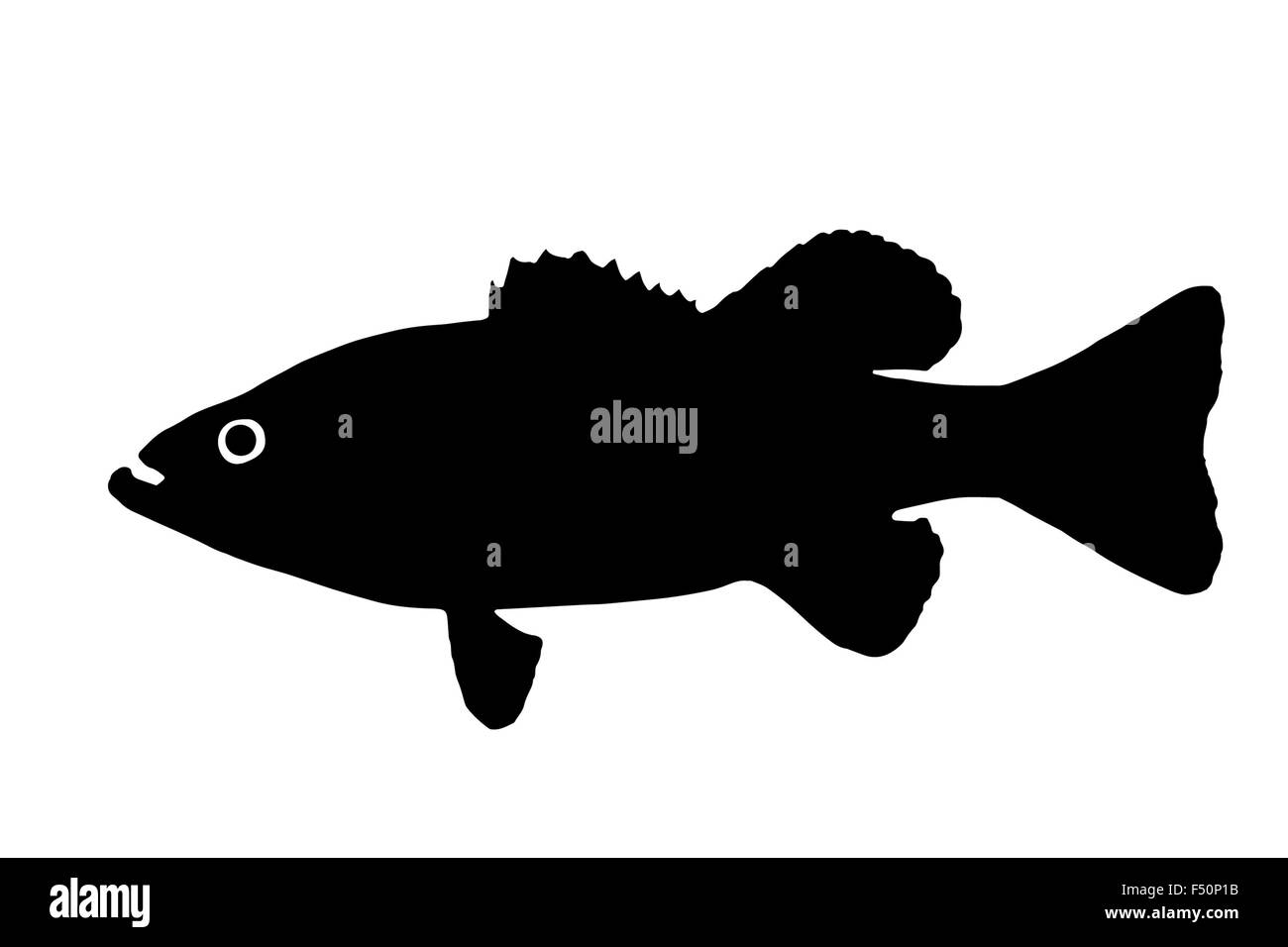 Die Silhouette der Fisch Raubtiere Bass Süßwasserfische, die in klaren Seen und Flüssen lebt. Stockfoto