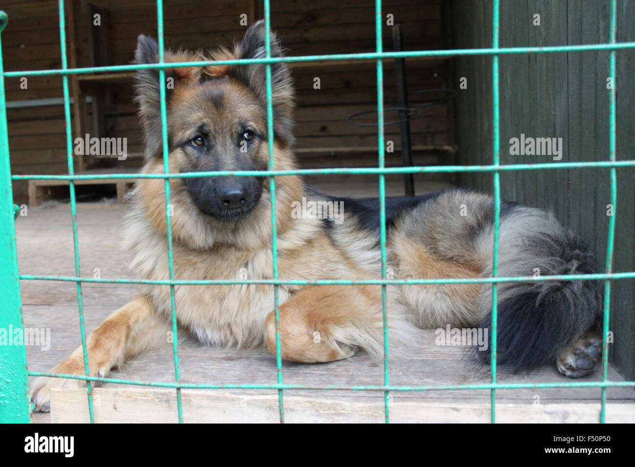 Obdachlose Schäferhund geschlossen in der Zelle Stockfoto