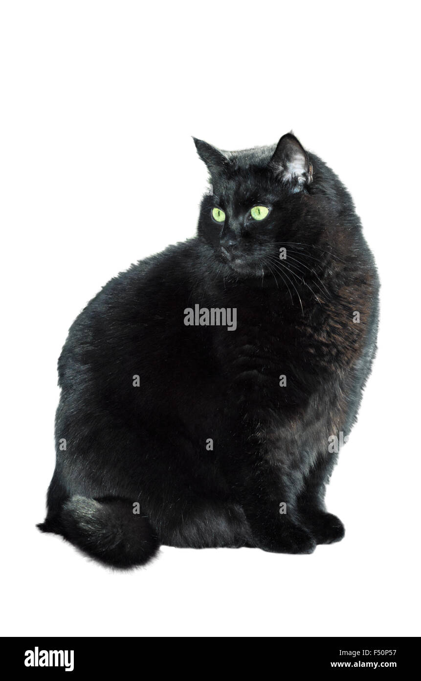 Schwarze Katze vor einem weißen Hintergrund Stockfoto