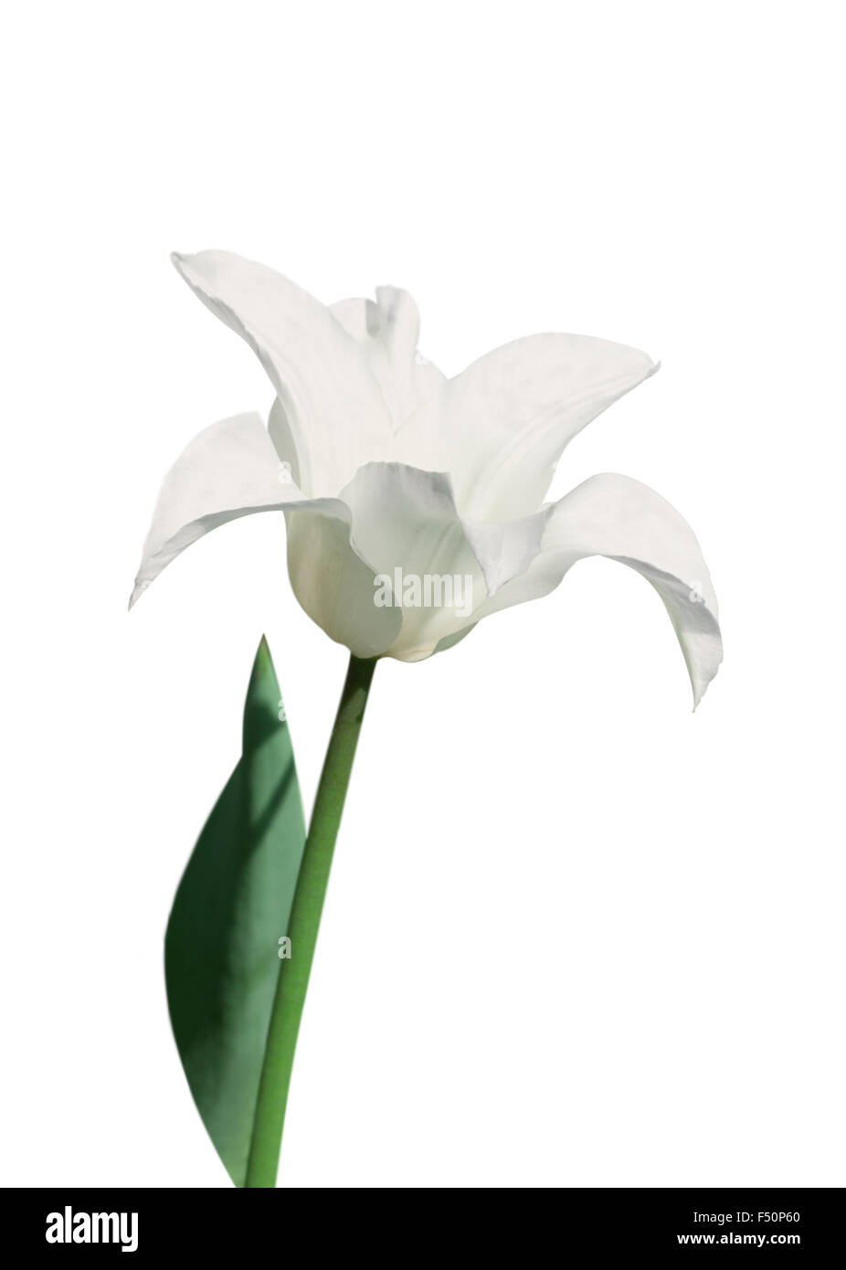 weiße Lilie blühende Tulpe auf weißem Hintergrund Stockfoto