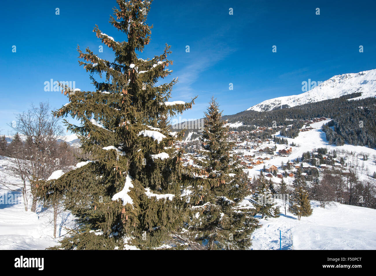 Panoramablick über den Schnee bedeckt alpine Berghang mit einem Nadelbaum Kiefer Stockfoto