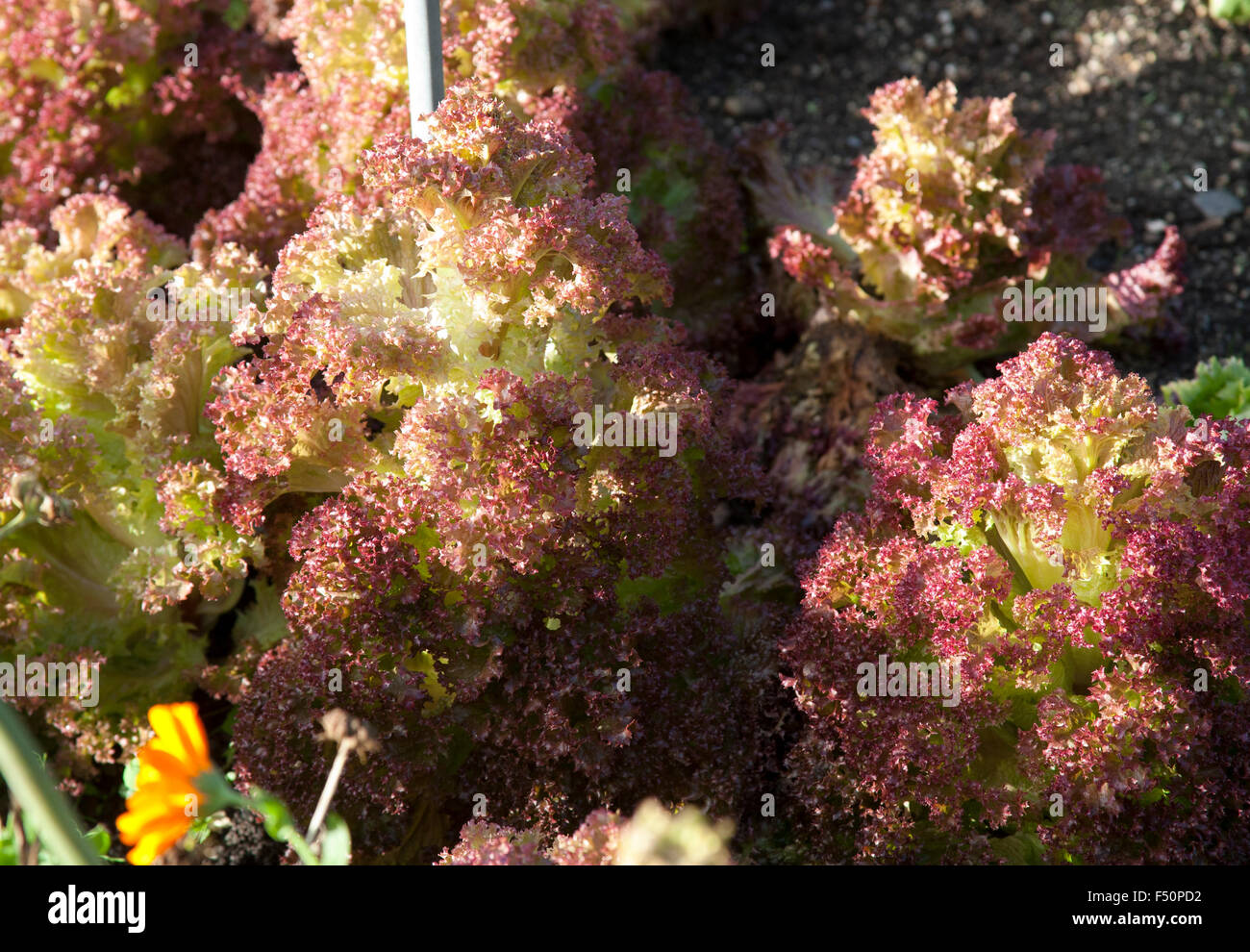 Lollo Rosso Salat in einer irischen Garten wächst Stockfoto