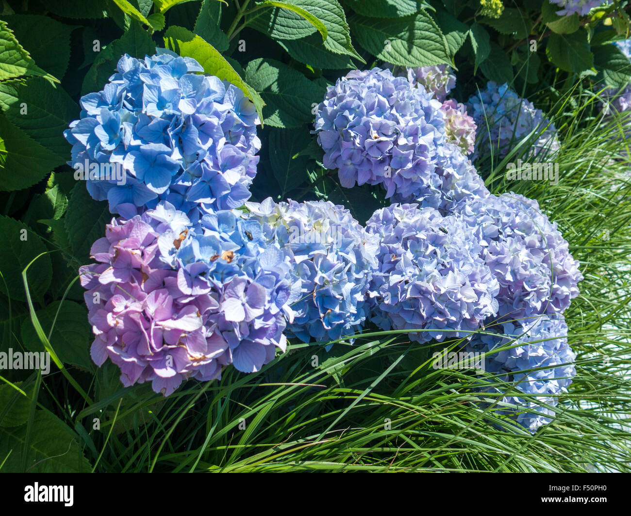 Blau und rosa Hortensien Stockfoto