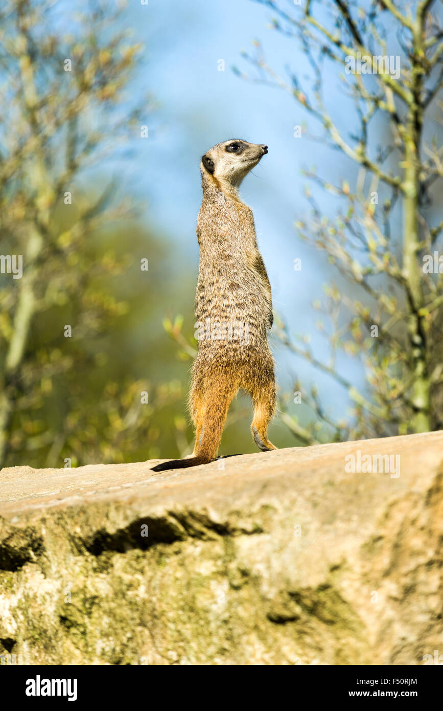 Ein Erdmännchen (Suricata Suricatta) steht auf einem Felsen Stockfoto