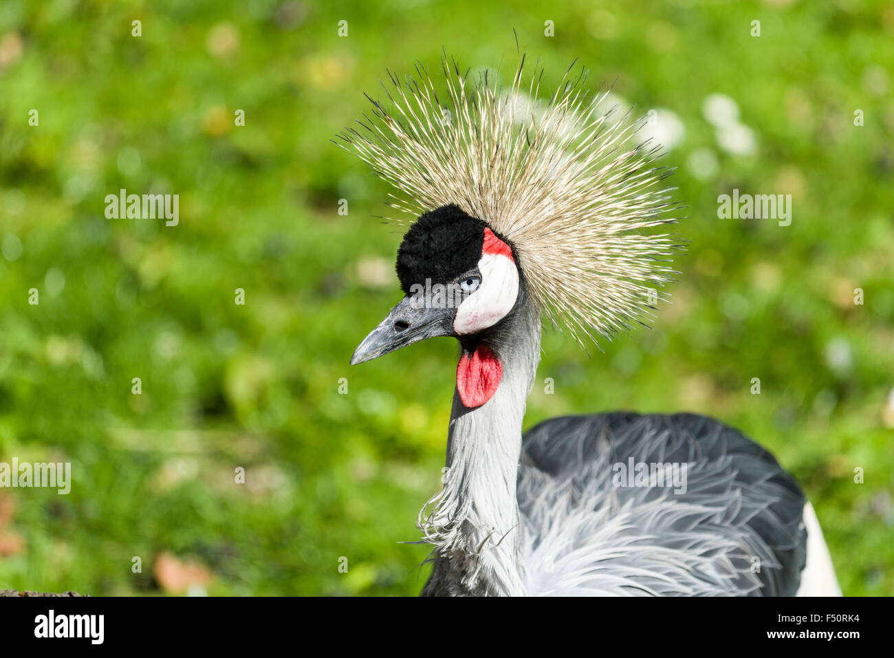 Ein Porträt von einem Grau gekrönter Kran (Balearica Regulorum Gibbericeps), stehend auf einer Wiese Stockfoto