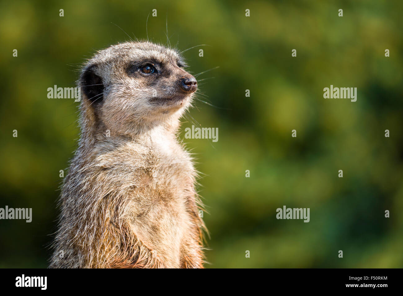 Das Porträt einer erdmännchen (suricata suricatta) Stockfoto