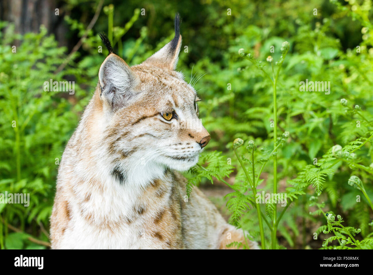 Eine junge weibliche europäische Luchs (Lynx lynx) ist Peering aus dem Gebüsch Stockfoto